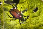 Cimice? Cimice?