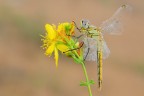 Sympetrum fonscolombii
