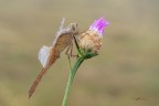 Crocothemis-erythraea_DSC07030_