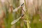 Macro_Rascino_RI_Lug26_8