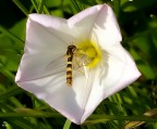 impollinatrice impollinatrice