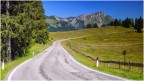 Lungo la strada tra Tonezza (VI) e Folgaria-Lavarone (TN) nei pressi della localit� 'Fiorentini'. circa 1450m. Luglio 2026