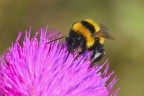 Bombus in alimentazione