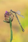 Lestes-dryas-femmina_DSC07252_