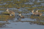 Quattro-fratelli_DSC06558_