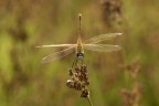 Macro_18Lug26_3 Macro_18Lug26_3