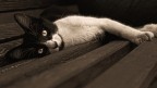 Ritratto felino