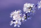 La primavera