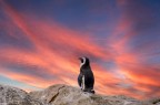 Penisola del Capo (Sudafrica) nella colonia di omonimi pinguini,
Scatto del 2016.
Commenti e critiche sempre ben accetti.