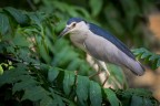 sony a1; sigma 300-600 f4 a 600mm e f5, iso 2500, 1/800sec, mano libera