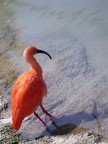 Ibis ... Ibis ...