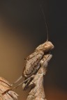 Mezzo busto di mantide nana, sbilanciata per contenere le antenne, che non taglier� mai. Quando si vede il reticolo dell'occhio, non chiedo altro alla vita e alla fotografia. Commenti e critiche gradite! Ah...lente Raynox 150 su Sigma 105mm. Luce naturale, scatto singolo.