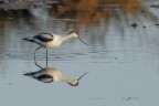 Avocetta-allo-specchio_DSC02460