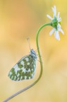 Pontia Edusa