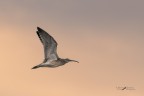 Chiurlo-piccolo_Numenius-phaeopus_DSC03283