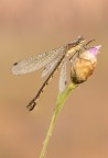 https://www.flickr.com/photos/giovanniq/55389132168/in/dateposted-public/