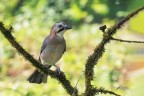 Ghiandaia_DSC04061