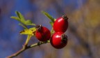 ... come d'autunno cadono le foglie ...
ma le bacche restano!

Graditi commenti tecnici e pareri personali

Ciao Furyo