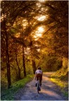 bosco, autunno, sera, bici
