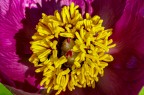 peonia