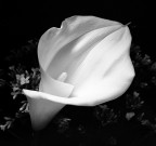 Calla B/N
Rollei 6006 - 80 Planar
Ilford FP4 in Xtol