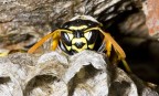 Hymenoptera Vespidae  Polistes gallicus