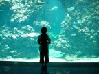 all'acquario all'acquario