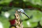 Libellula 3 Libellula 3