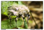 Sentinella Sentinella