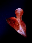 Ancient Heart Ancient Heart