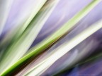 Yucca Yucca