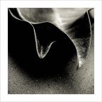 Foglie, Studio 2, Montecalvoli, 2006.