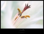 Pollen Pollen