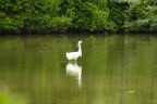 Egretta Garzetta Egretta Garzetta