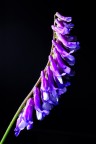 fiore... fiore...