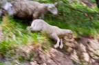panning panning