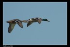 Germani in volo Germani in volo