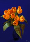 orange flower in blue atmosfere .. orange flower in blue atmosfere ..