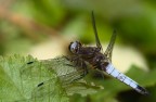 Libellula al sole Libellula al sole