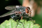 Mosca Mosca