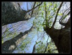 Tre alberi Tre alberi