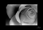 Rose Rose