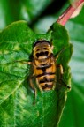 mosca-ape mosca-ape