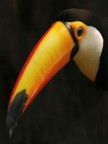 ritratto di tucano ritratto di tucano