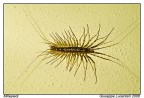 Millepiedi Millepiedi