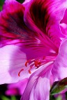 fiore fiore