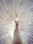 White Peacock ...