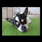 La mia prima foto con la S9500 !!
Il mio "cagnolone" (Bosco)
Full auto