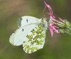 Farfalla dorata Farfalla dorata