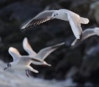 volo libero volo libero